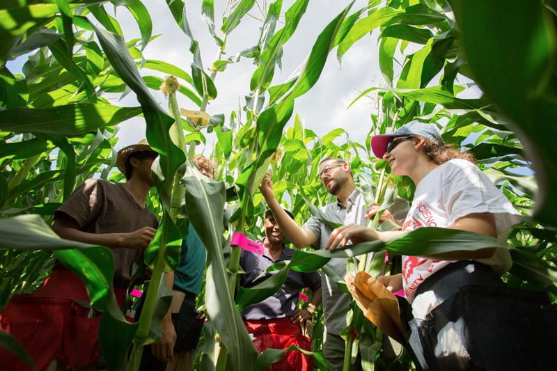 A multi-institutional team led by University of Delaware plant geneticist Randy Wisser decoded the genetic map for how maize from tropical environments can be adapted to the temperate U.S. summer growing season.