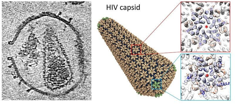These images show essential components of new HIV research including (left to right): A mature HIV particle with perforations made in a new technique developed by the University of Oxford; a new atomistic computer model made by the lab of the University of Delaware’s Juan Perilla; and the distinct ways metabolites bind to the capsid’s structural elements — the six-sided hexamers (top right) and the five-sided pentamers (bottom right). Photo illustration by Jeffrey C. Chase.