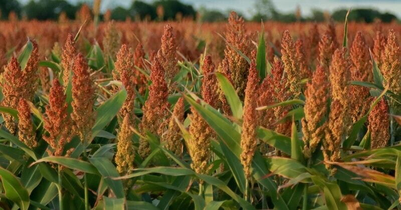 Increased use of sorghum and other drought-tolerant cereal crops could provide better nutrition and more sustainable and resilient agriculture. Photo by iStock.