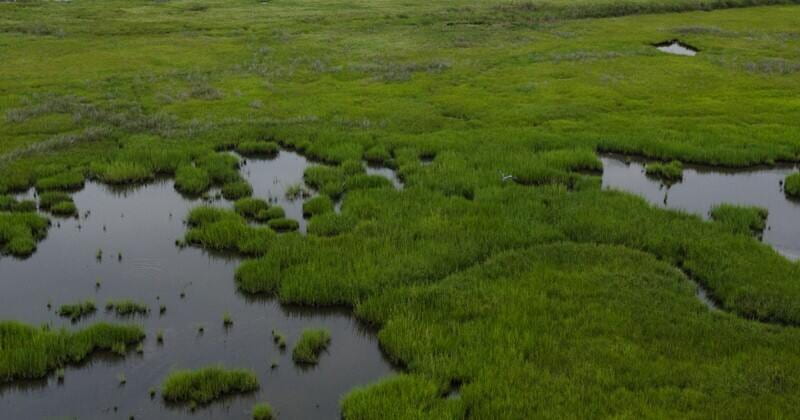 The Delaware Estuary is losing about an acre per day of tidal wetlands, a problem that could worsen as sea level rise accelerates and land development intensifies along coastlines, causing what’s known as “coastal squeeze.” Photo courtesy of Danielle Quigley